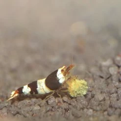 JBL Pronovo Shrimps Grano S CLICK Per I Gamberi -Acquaristica negozio la 12c20ad4d76fe97759aa27a0c99bff67101680100678