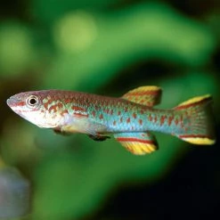 JBL Grana Granuli Premium Per Piccoli Pesci -Acquaristica negozio la 204274ad4786c3abca69fa097b85867d9a41551282212