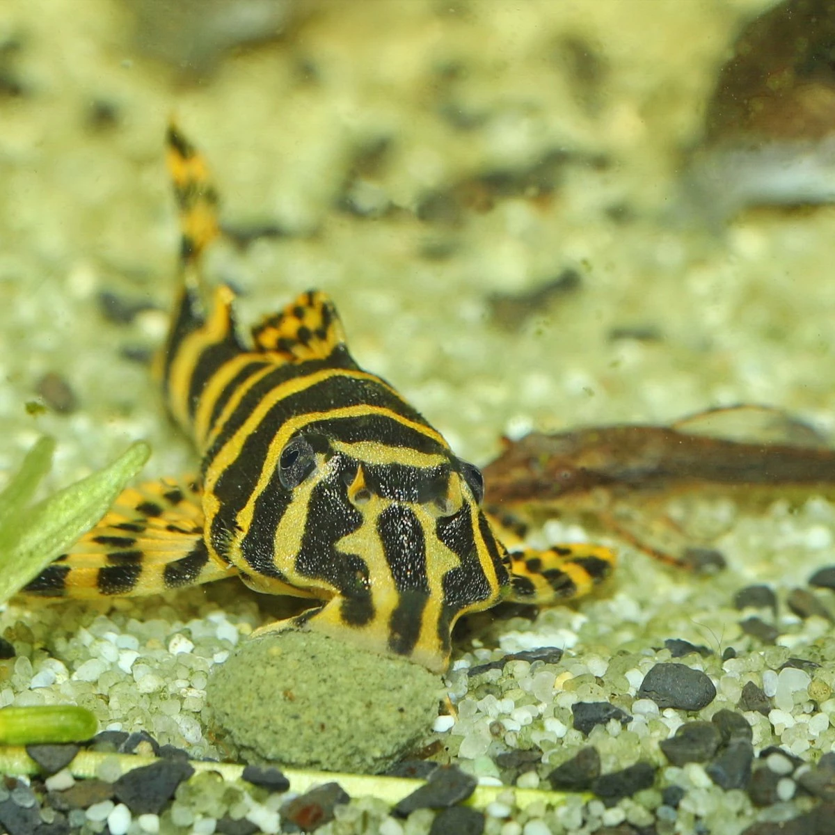 JBL Pronovo Pleco Wafer M Per Locaridi Erbivori 3 JBL Pronovo Pleco Wafer M Per Locaridi Erbivori - immagine 3