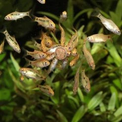 JBL Pronovo Tab M Per Tutti I Pesci D'acquario 5 JBL Pronovo Tab M Per Tutti I Pesci D'acquario -Acquaristica negozio la 376142949df56ea8ae0be8b5306971900a41680101226