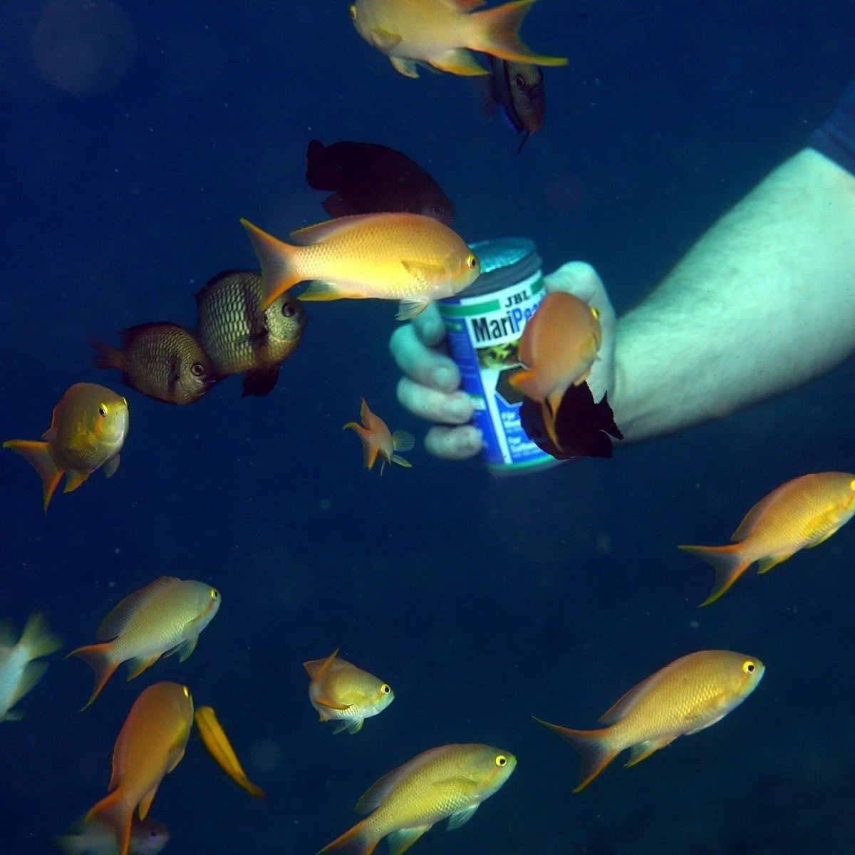 JBL MariPearls Perline Alimentari Per Animali Marini 8 JBL MariPearls Perline Alimentari Per Animali Marini - immagine 8