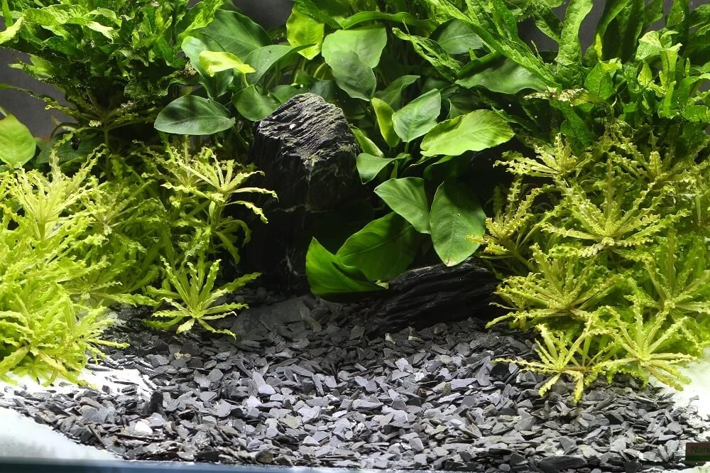 Ghiaia DENNERLE Plantahunter Baikal 2 Ghiaia DENNERLE Plantahunter Baikal - immagine 2