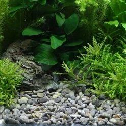 Ghiaia DENNERLE Plantahunter River 8 Ghiaia DENNERLE Plantahunter River -Acquaristica negozio la 679ca9c267dad0305d1a6308d2a0cf1c39c1490792433