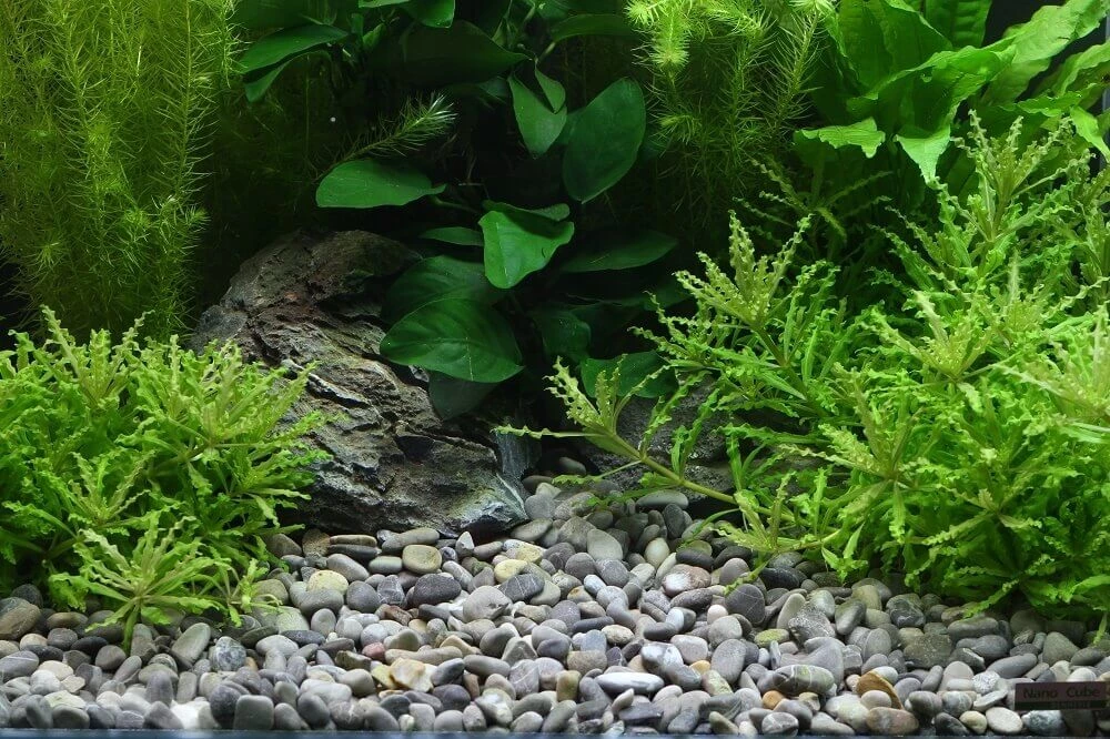 Ghiaia DENNERLE Plantahunter River 4 Ghiaia DENNERLE Plantahunter River - immagine 4