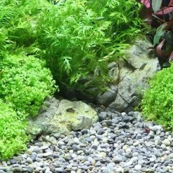 Ghiaia DENNERLE Plantahunter River 7 Ghiaia DENNERLE Plantahunter River -Acquaristica negozio la 909a4300b002bcfb71f291dac175d52df941490792433