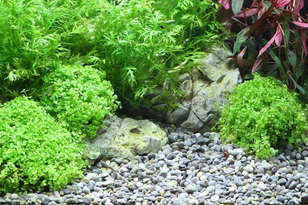 Ghiaia DENNERLE Plantahunter River 3 Ghiaia DENNERLE Plantahunter River - immagine 3