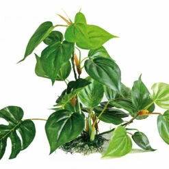 Wave Pianta Anubias Diverse Dimensioni -Acquaristica negozio la 94192262bf907af914b95a0fc33c3f33bf61536237002